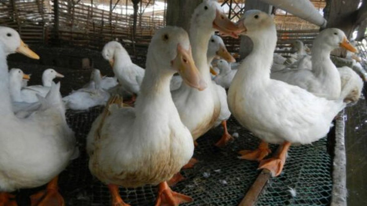 Focar de gripă aviară în Ungaria. Prin stabilirea zonei de protecție și supraveghere sunt incluse și localități din județul Satu Mare