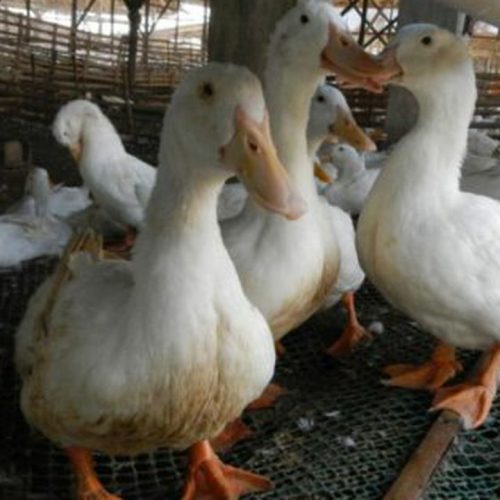 Focar de gripă aviară în Ungaria. Prin stabilirea zonei de protecție și supraveghere sunt incluse și localități din județul Satu Mare