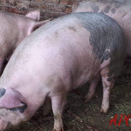 Trafic ilicit de porci în județul Maramureș