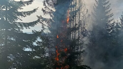 INCENDIU la Borșa, Maramureș, în zona Lacului Măgura. Focul s-a extins pe o suprafață de 1,5 ha