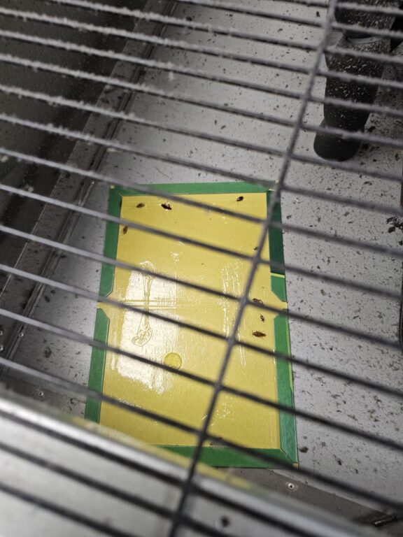 624716785_1365360455624550_5467339117395401226_n-576x768 Controale ANPC la nivel național, între 26 și 30 ianuarie: amenzi de milioane și produse retrase de la vânzare